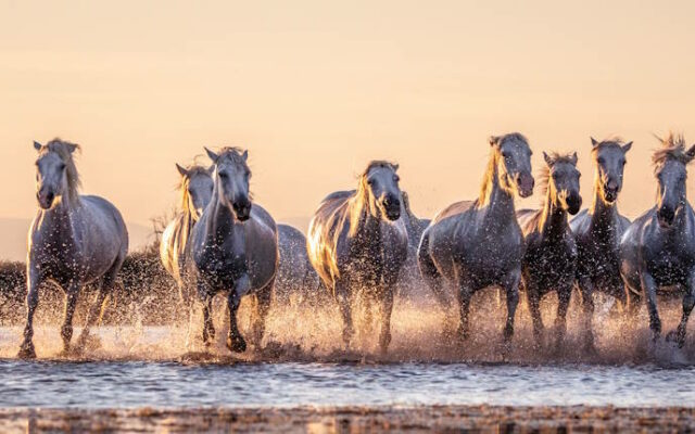 Camargue, Frankreich