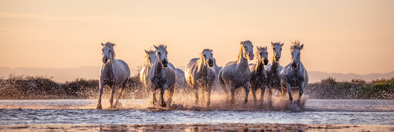 Camargue, Frankreich