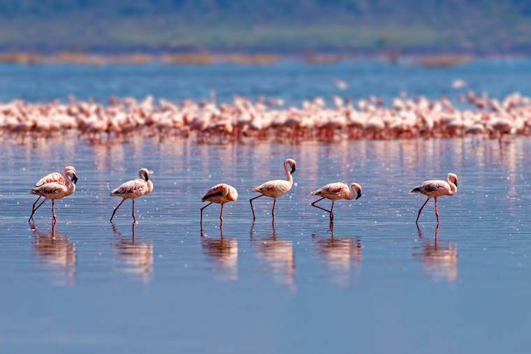 Flamingos, Camargue